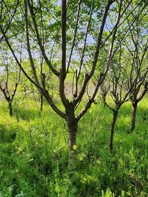 樱花树