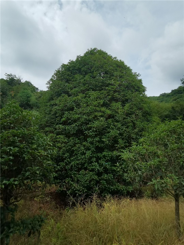 桂花树