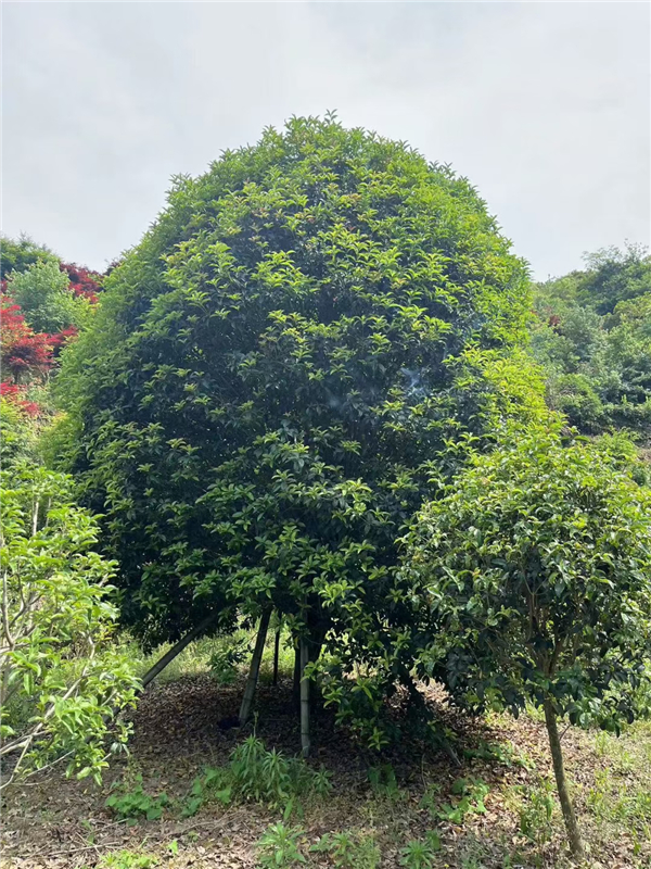 桂花树