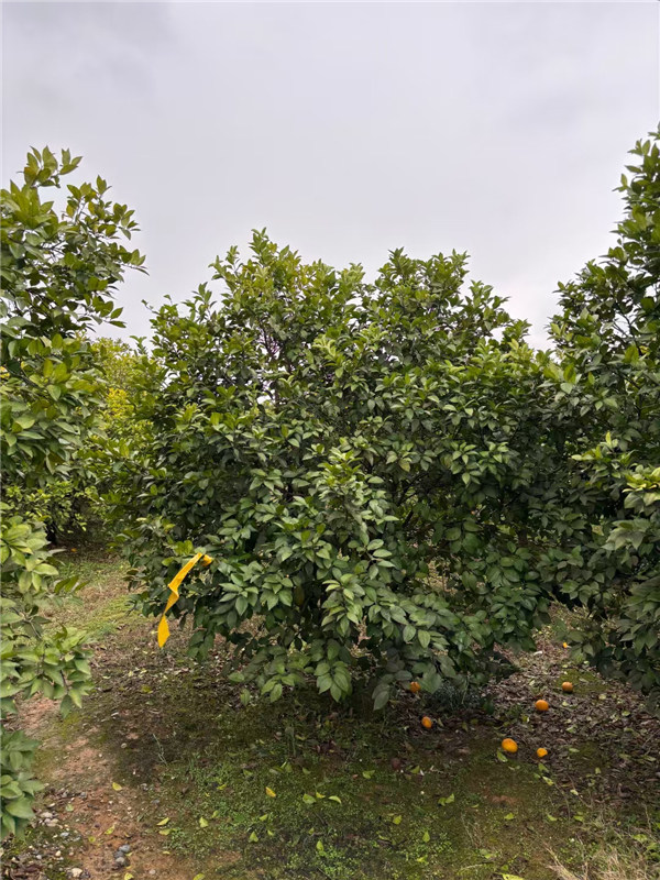 香泡树
