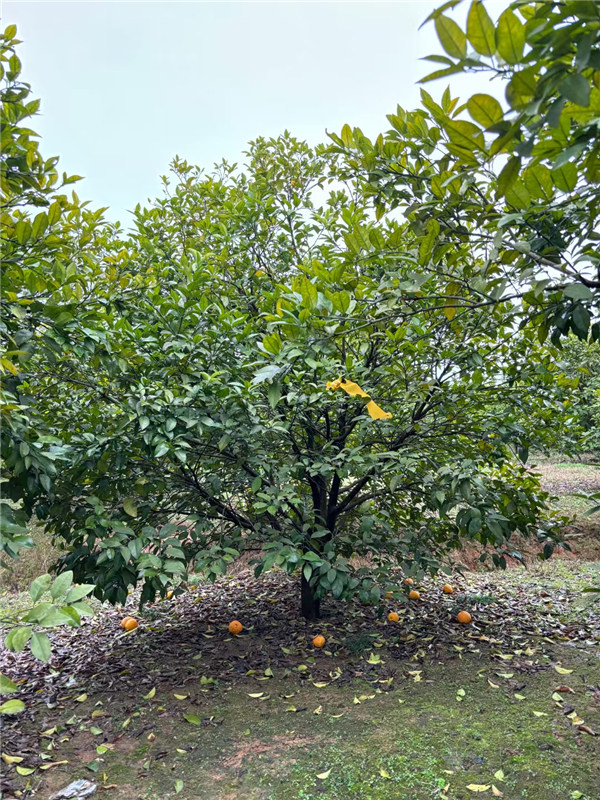 香泡树