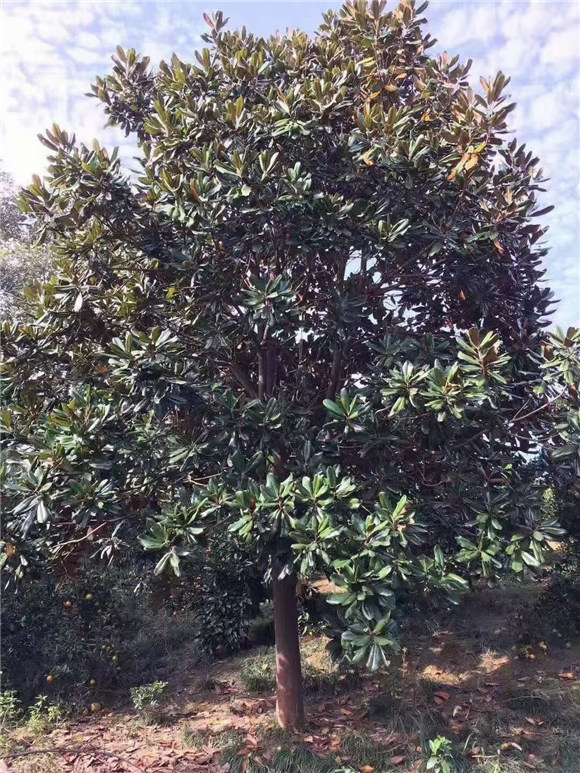 广玉兰
