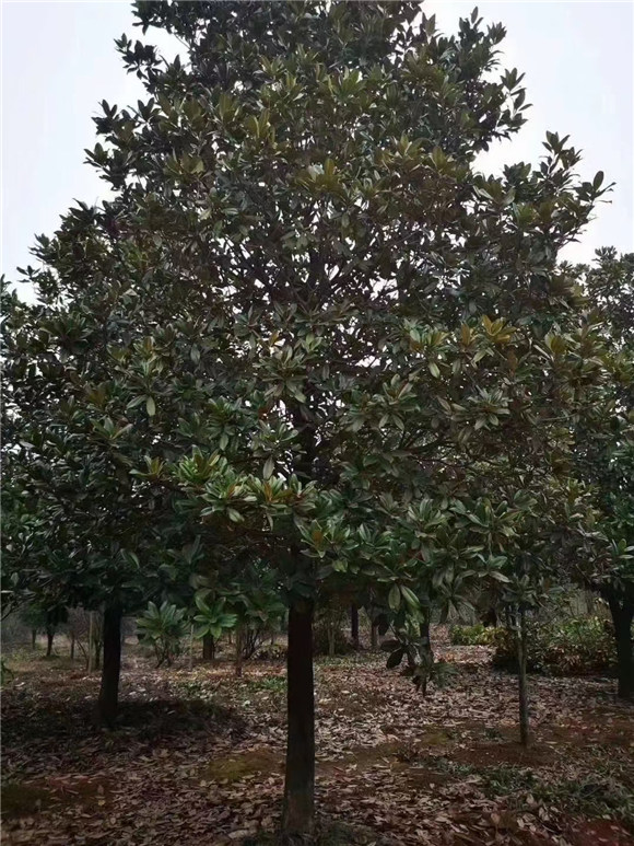 广玉兰