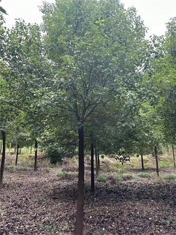 香樟树