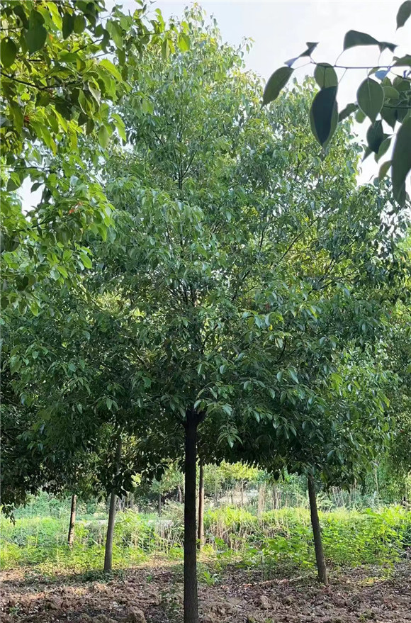 香樟树