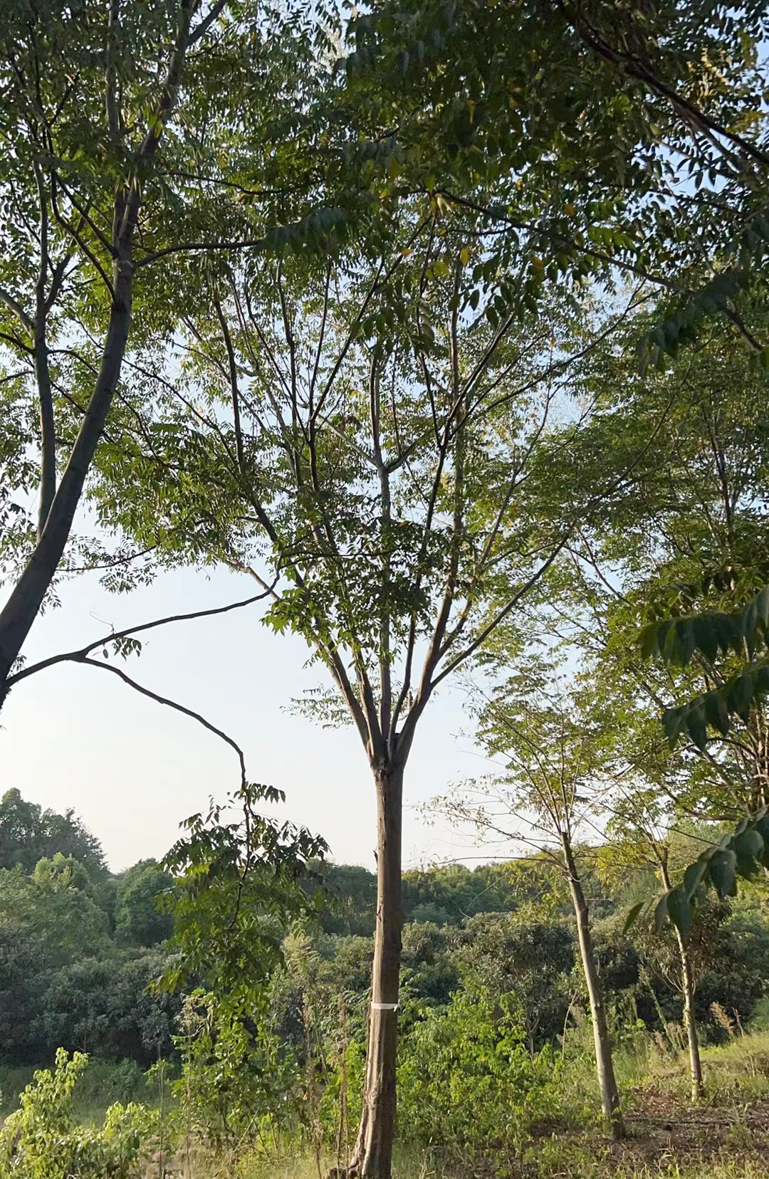 栾树