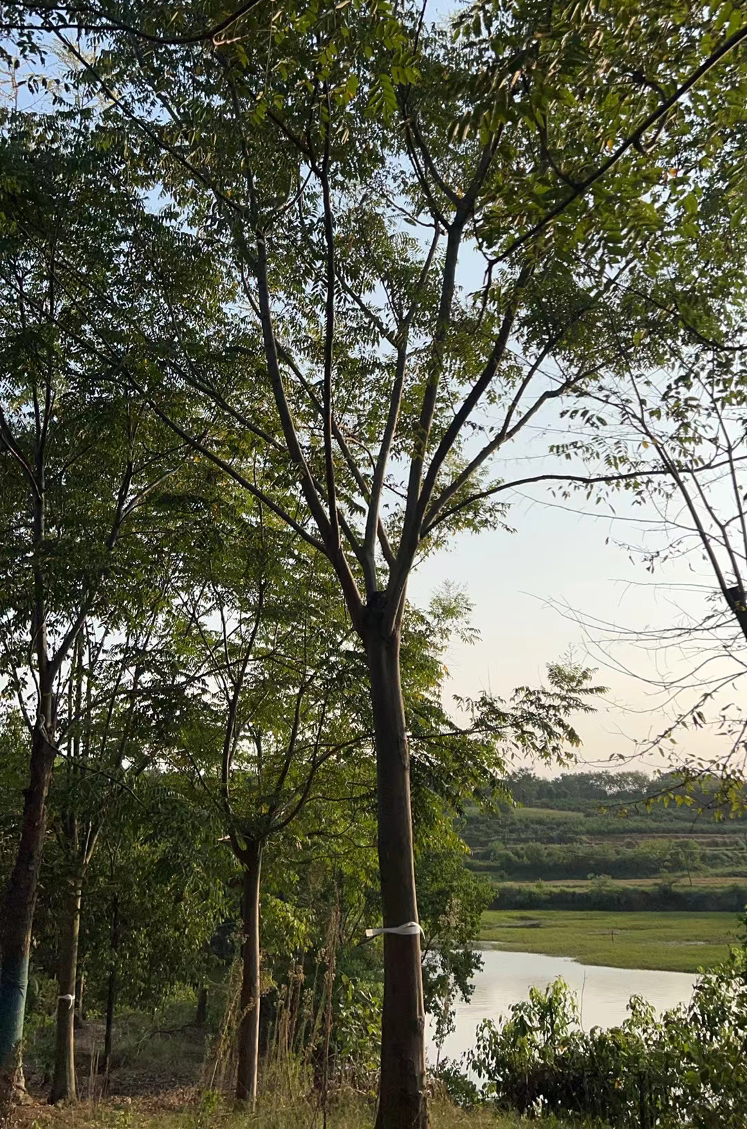 栾树