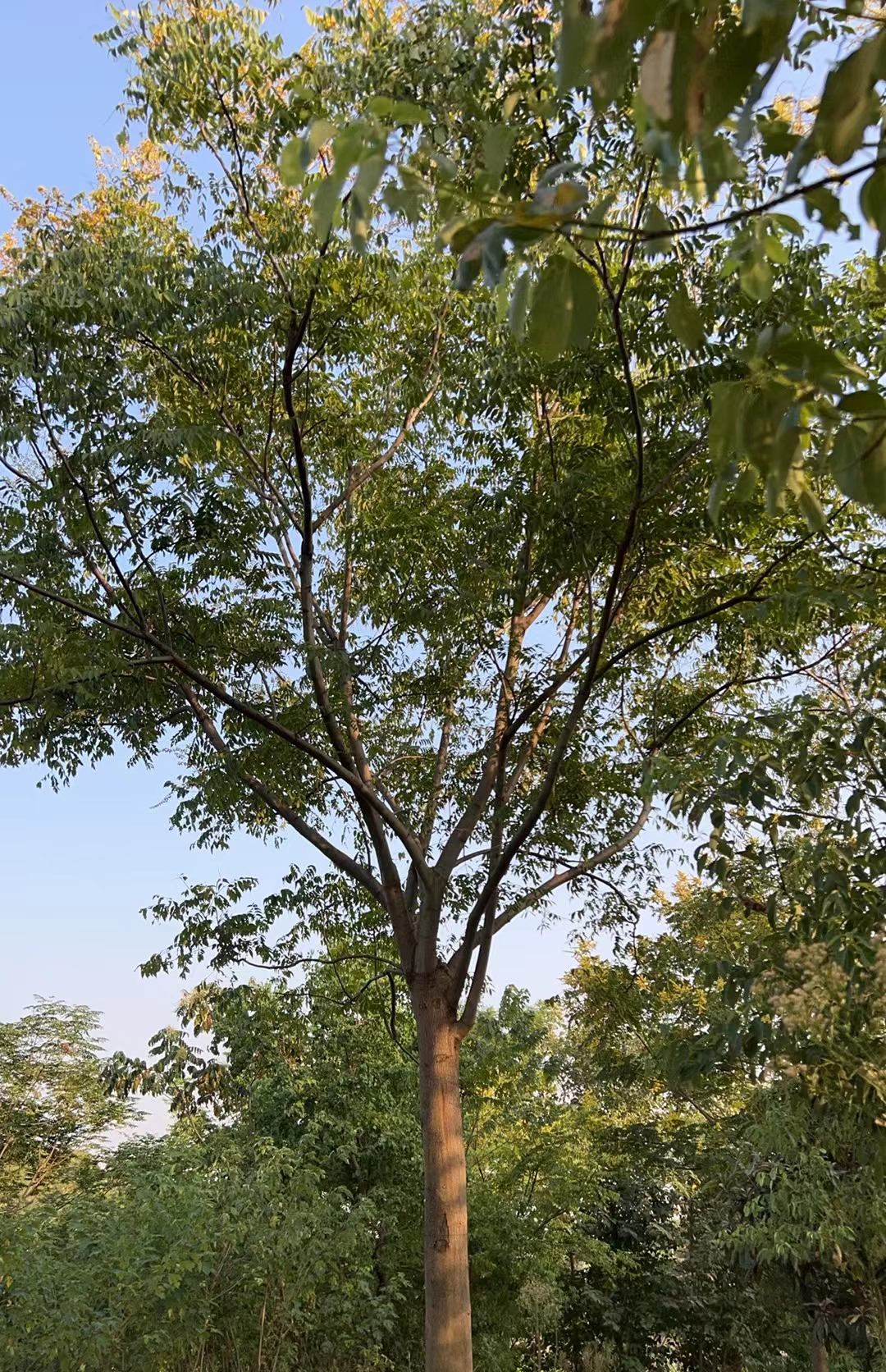 栾树