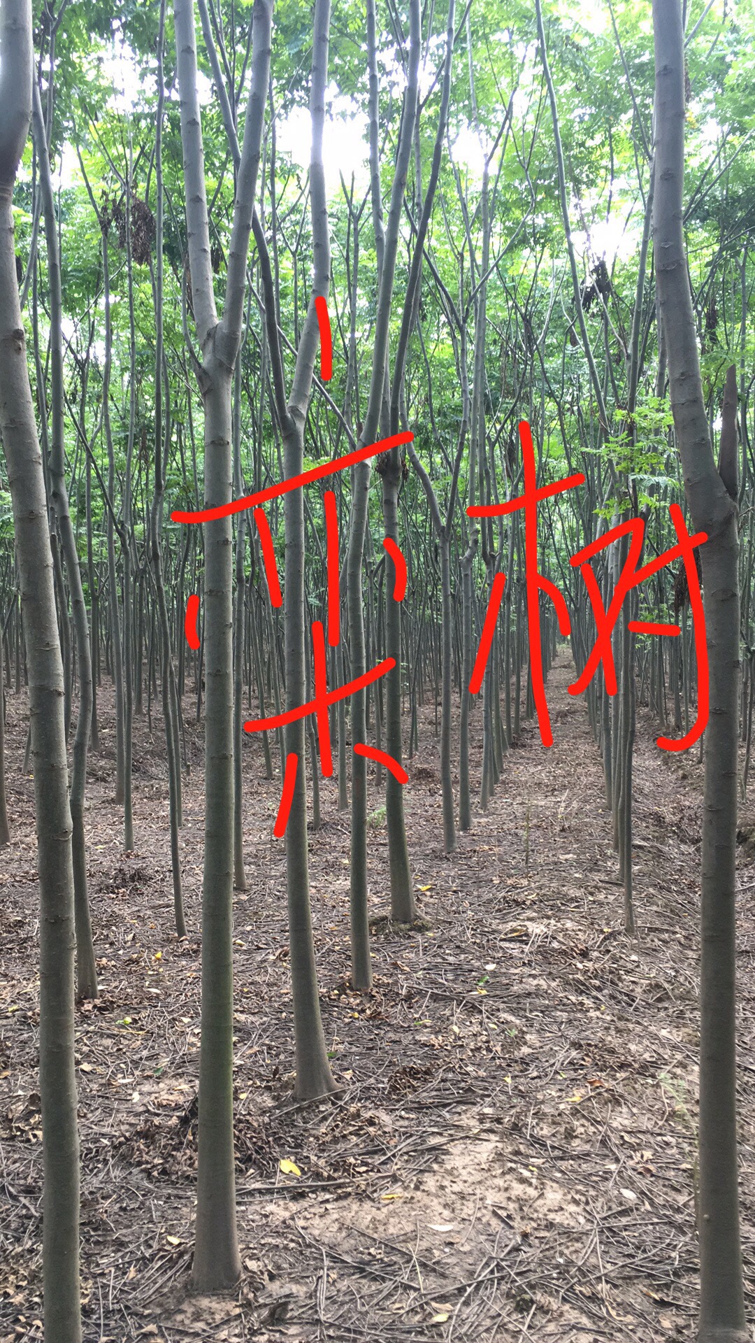 栾树