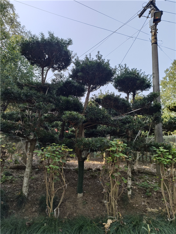 罗汉松