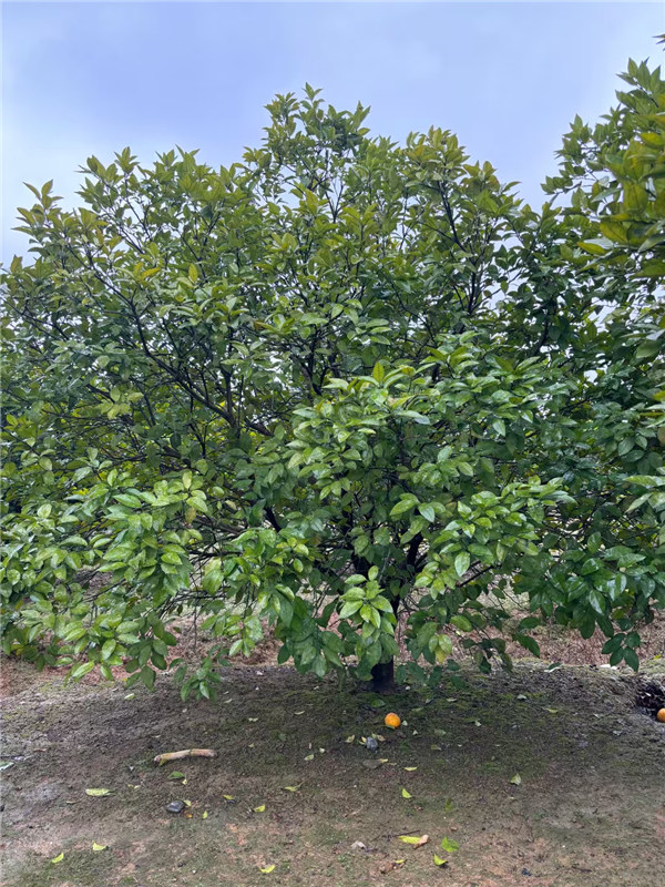 香泡树