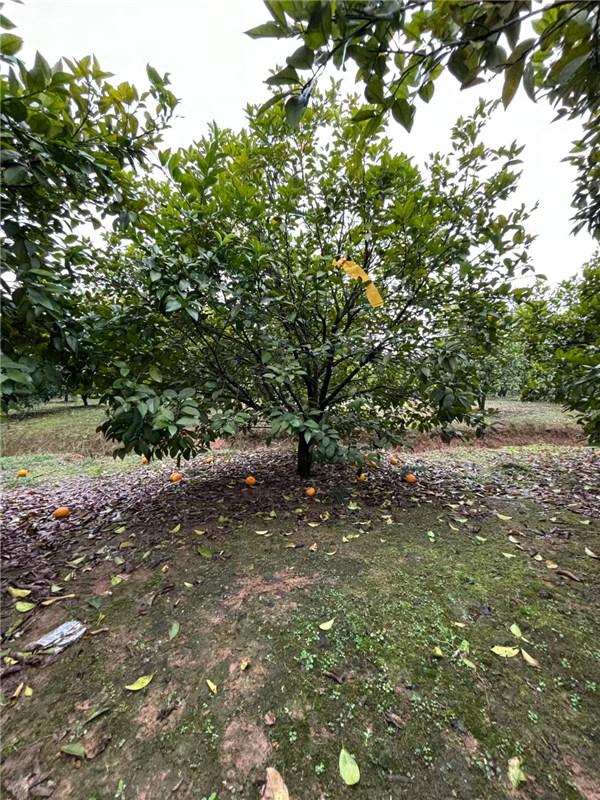 香泡树