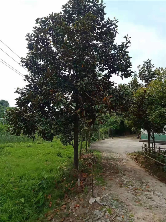 广玉兰