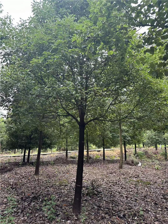 香樟树