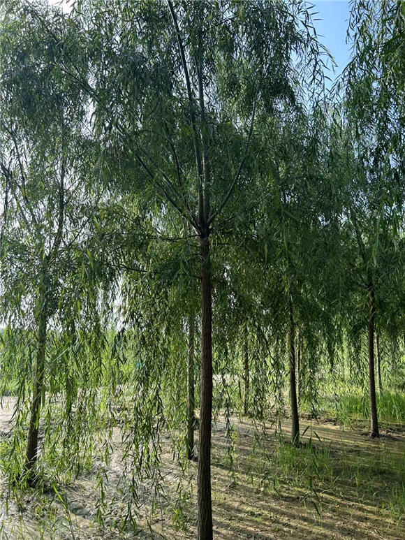 垂柳